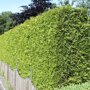 Thuja occidentalis 'Smaragd'